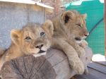 safrica10_image79.jpg
